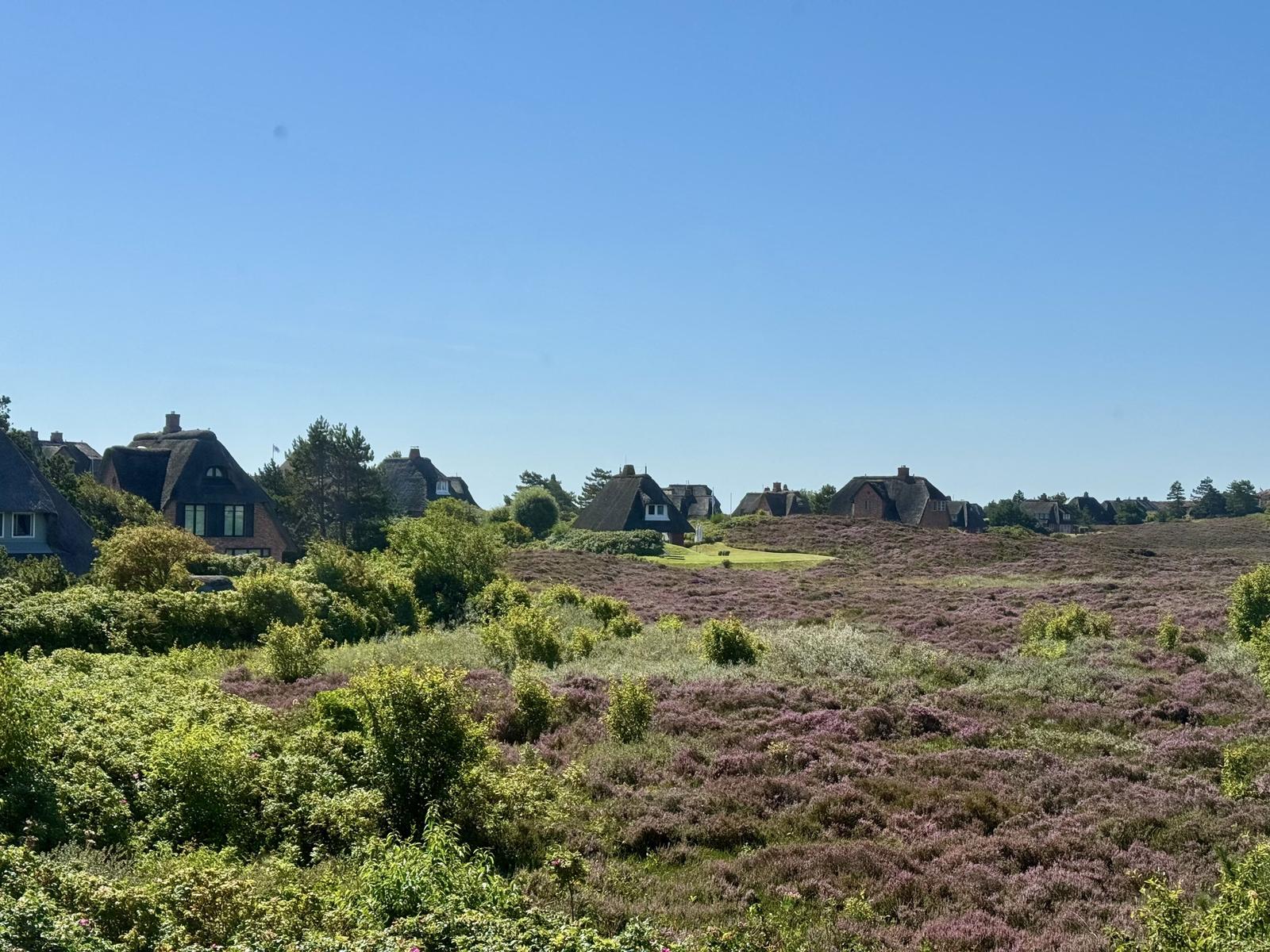 Panoramablick auf Heidelandschaft