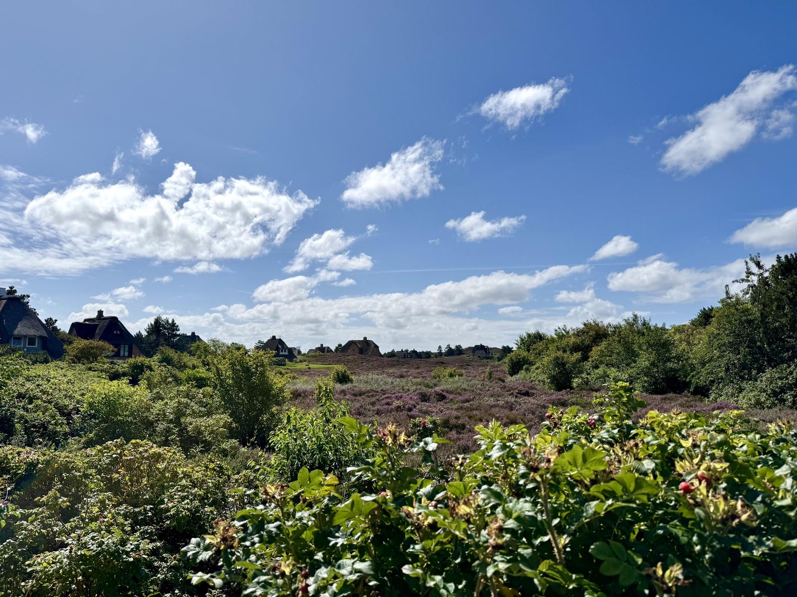 Panoramablick auf Heidelandschaft