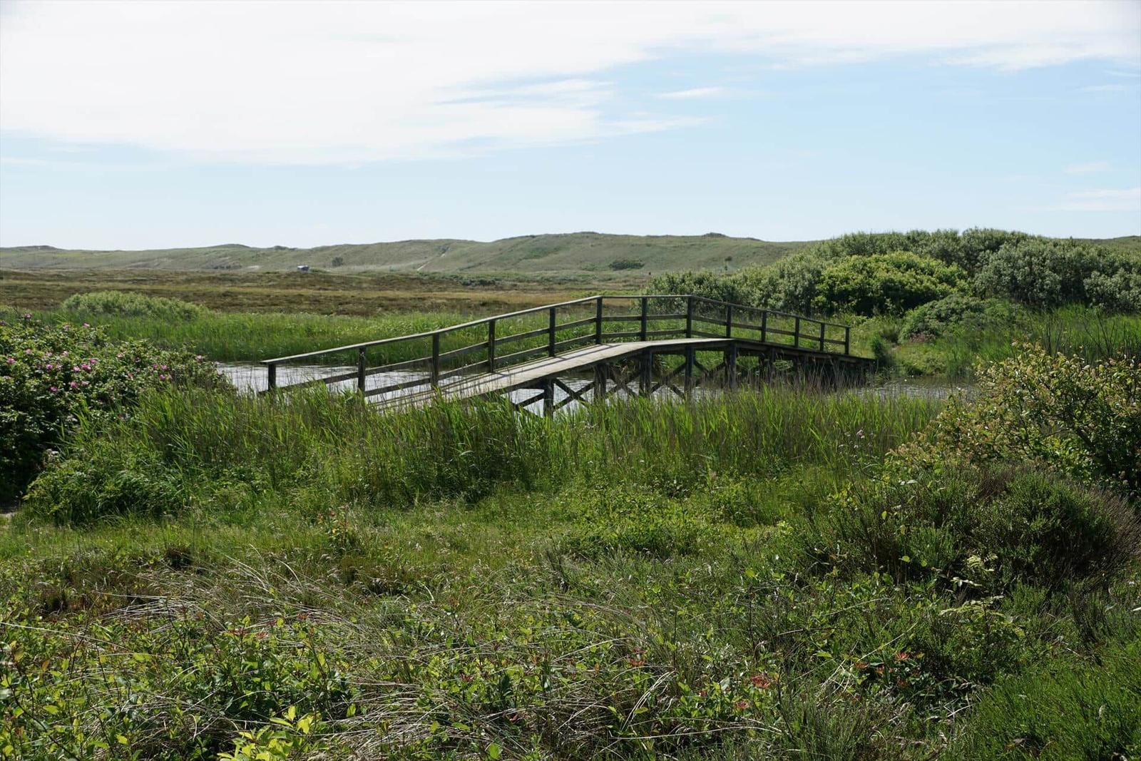 Zwei Häuser auf grünem Grund mit Steinweg und Bäumen im Hintergrund.
