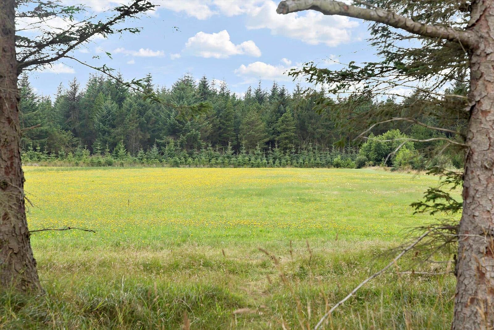 Ein Feld mit gelben Blumen vor einem Wald unter blauem Himmel.