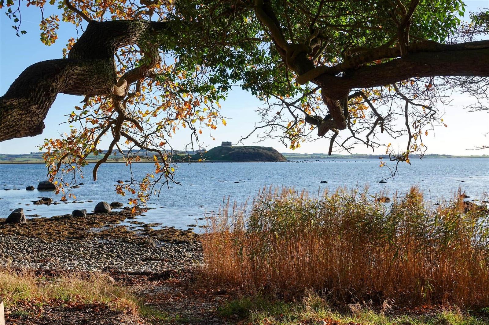 Scenic view from the shore with tree and reeds
