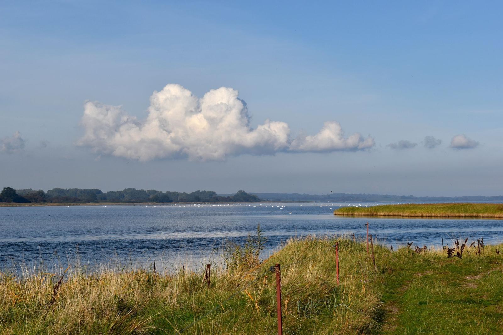 Kühe grasen auf einer grünen Wiese unter blauem Himmel mit Bäumen im Hintergrund.