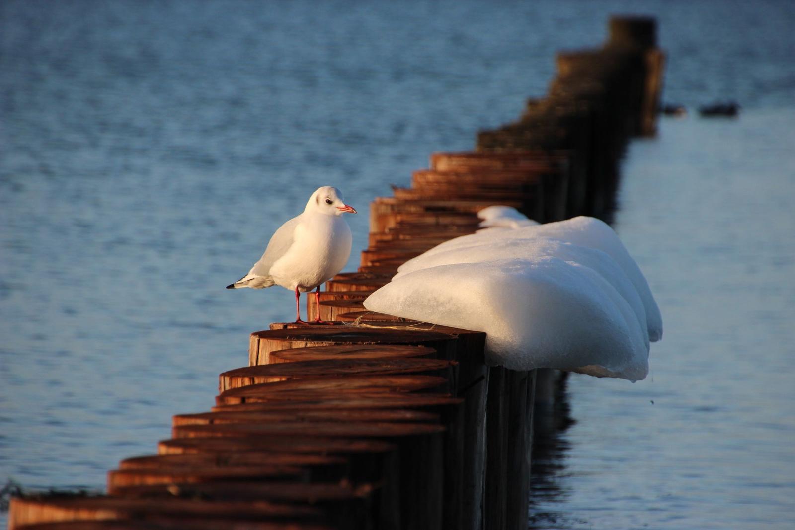 Strand mit Badegästen, Sonnenschirmen und einem Steg im Hintergrund.