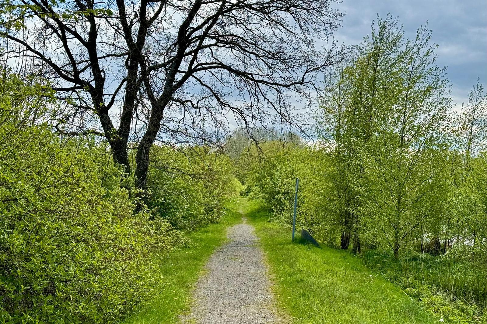 Schwarm Gänse schwimmt auf dem See. Zwei Segelboote und Windkraftanlage im Hintergrund.
