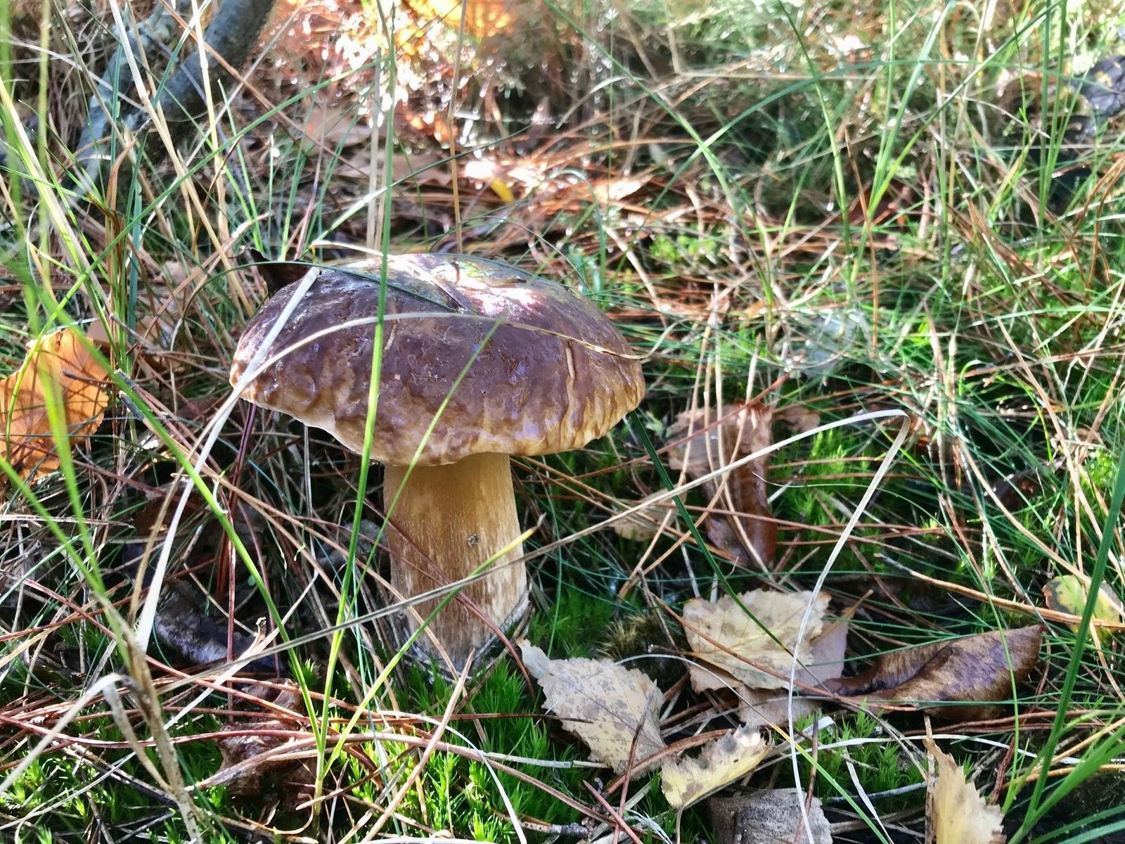 Ein roter Pilz mit weißen Punkten wächst im Wald auf Moos und Nadeln.