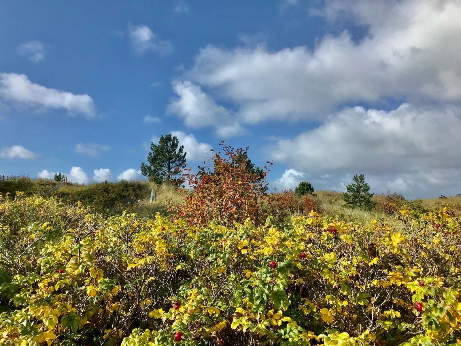 Roter Pilz mit weißen Tupfen wächst zwischen Gras und Herbstblättern.
