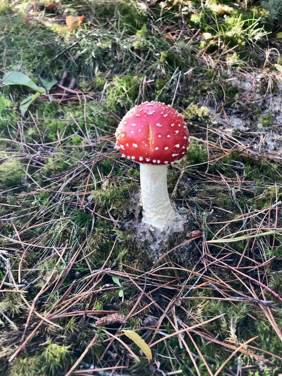 Rote Beeren hängen an einem Ast mit Blättern und Himmel im Hintergrund.