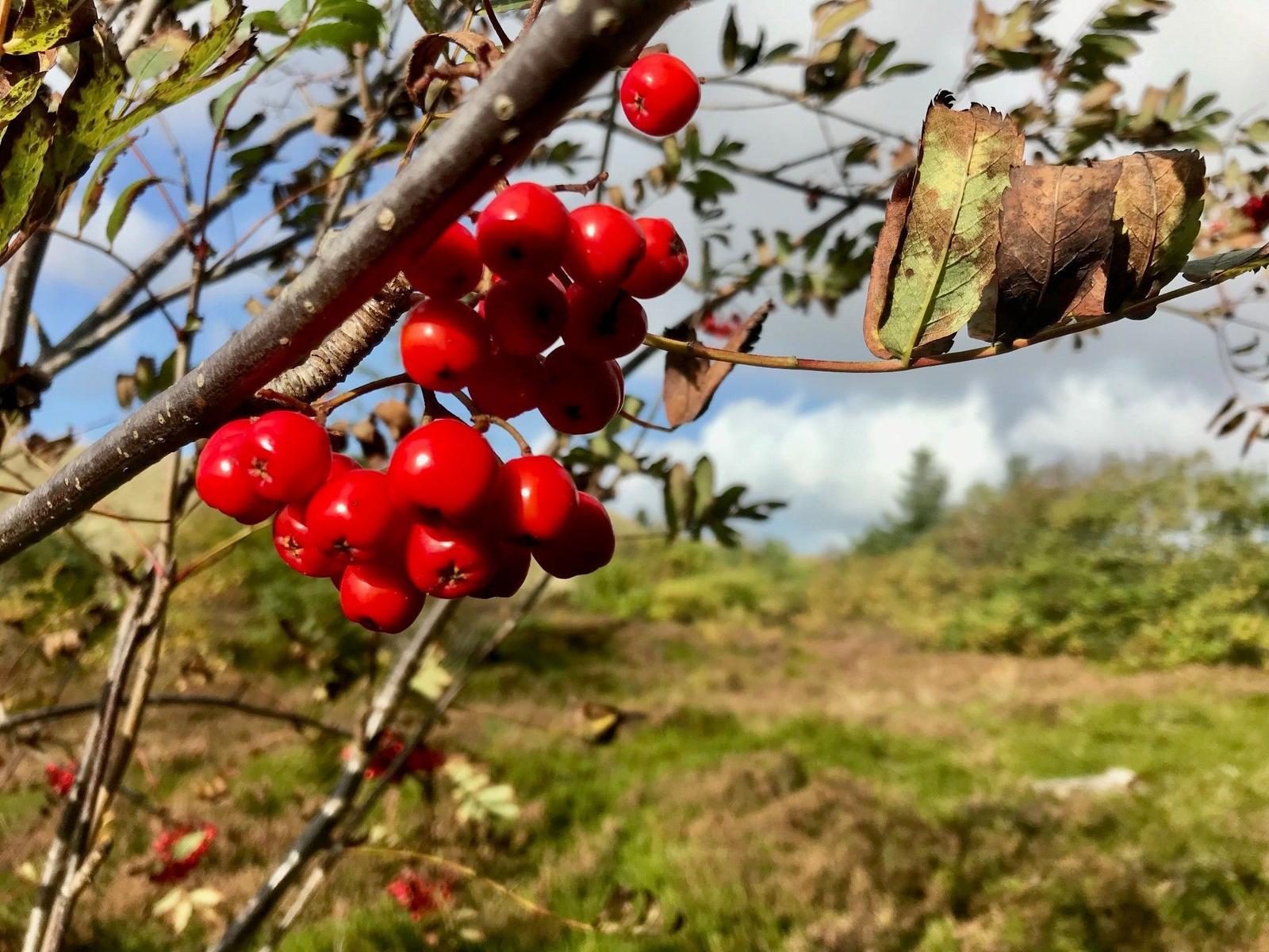 Rote Beeren hängen an dornigen Zweigen vor einem grünen Feld.