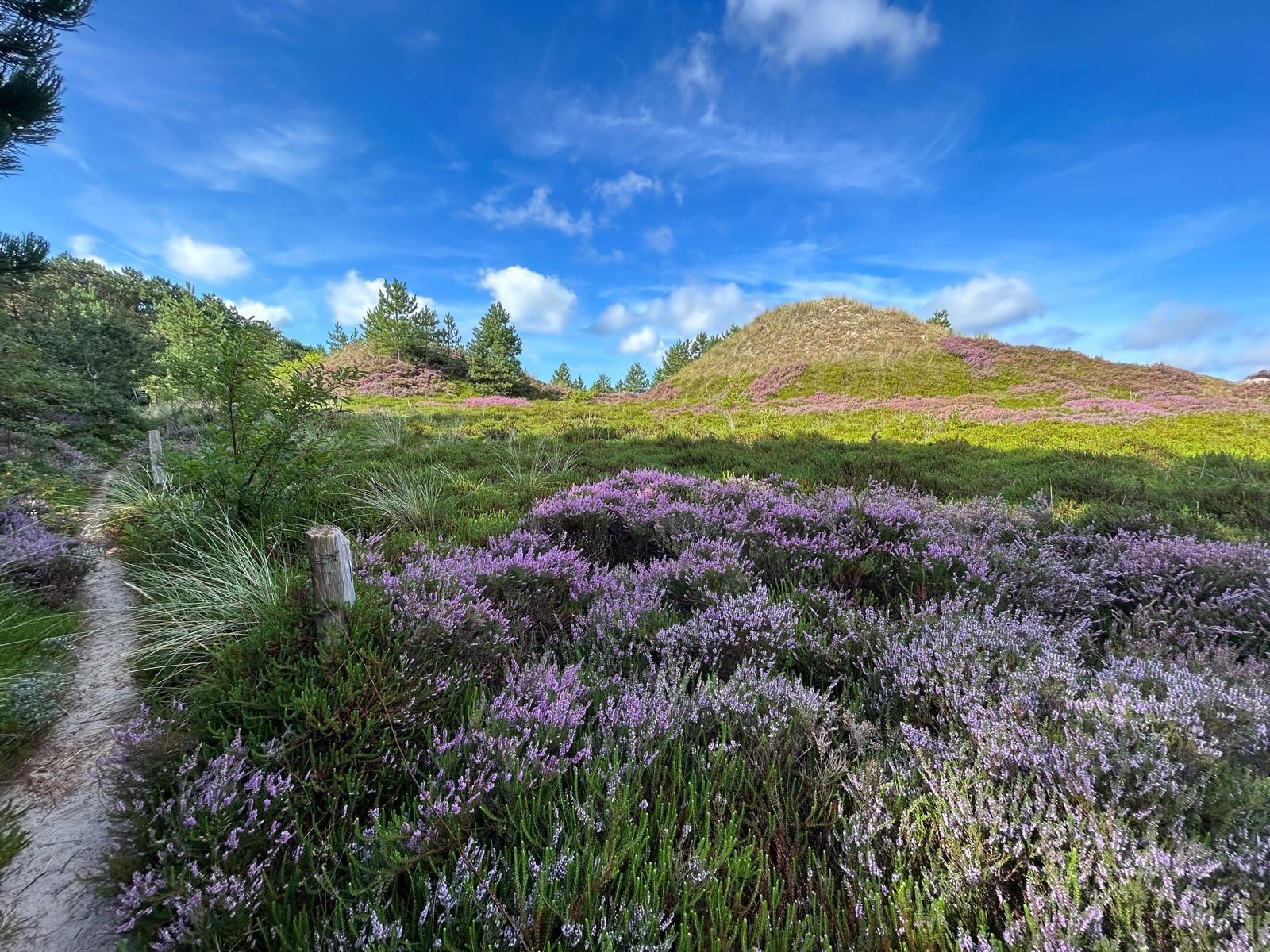 blühende Heide bei Norddorf