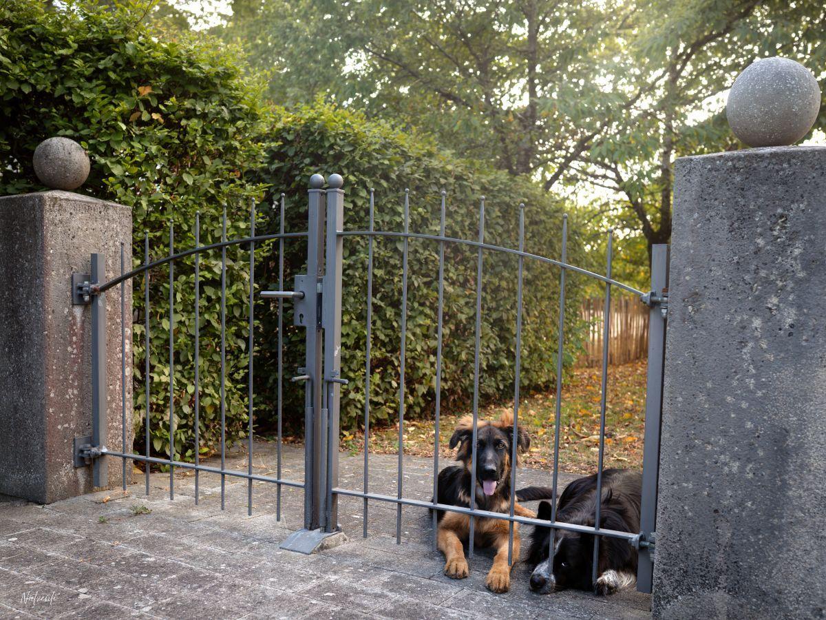 Wir freuen uns auf bis zu 2 Hunde. Sie werden den umzäunten Garten lieben.