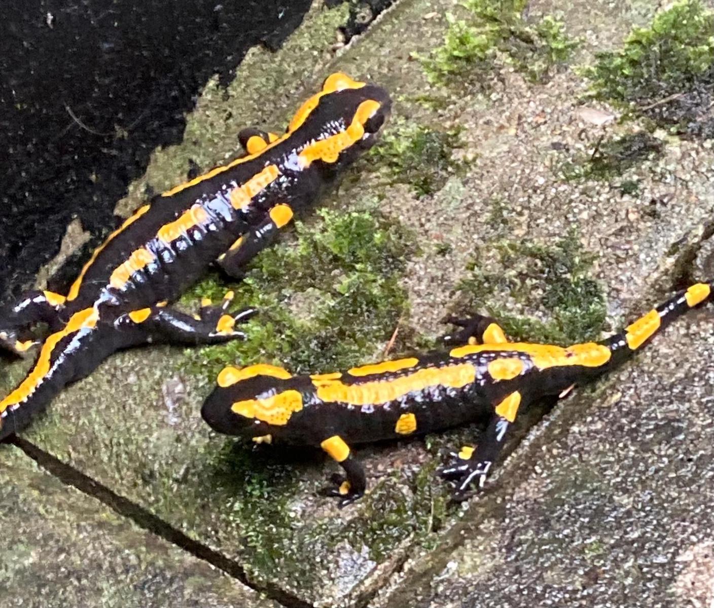 Häufige Besucher bei Regenwetter