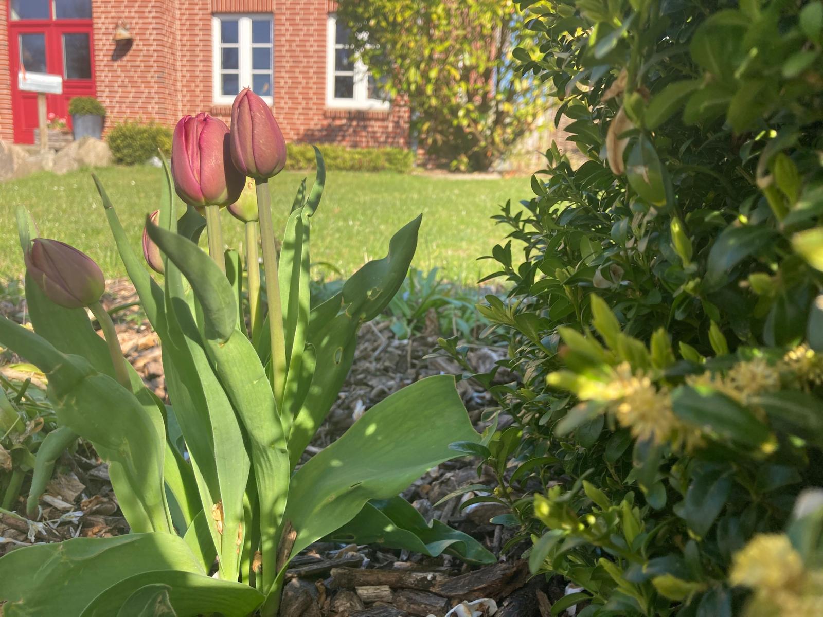 Frühlingsgarten