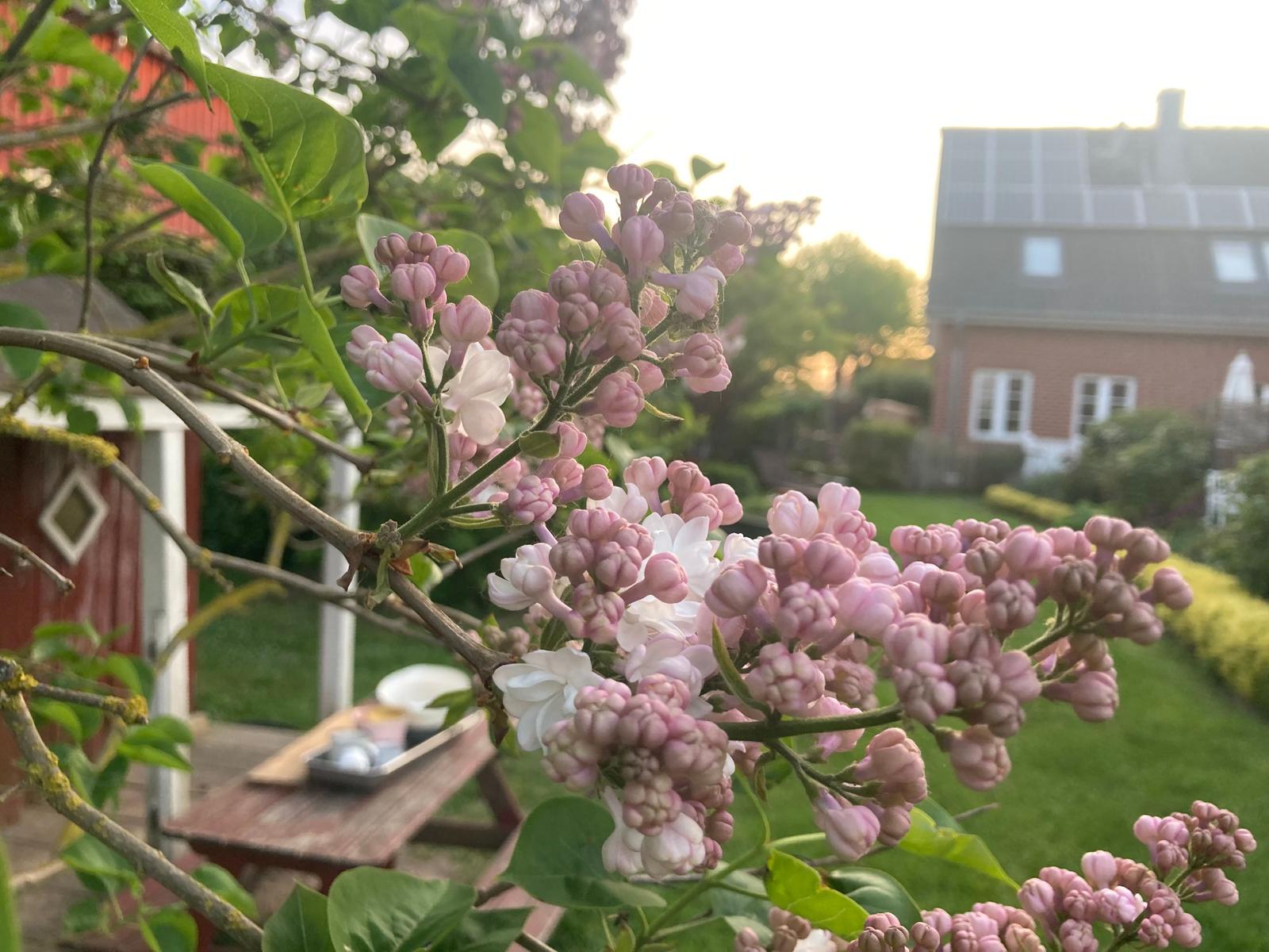 Fliederblüte