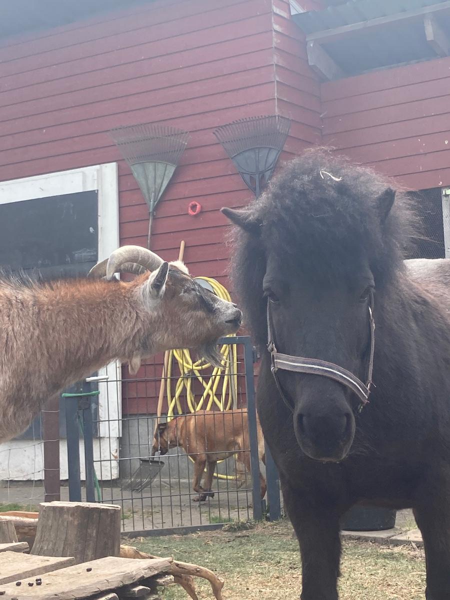 PIKO & ADELE