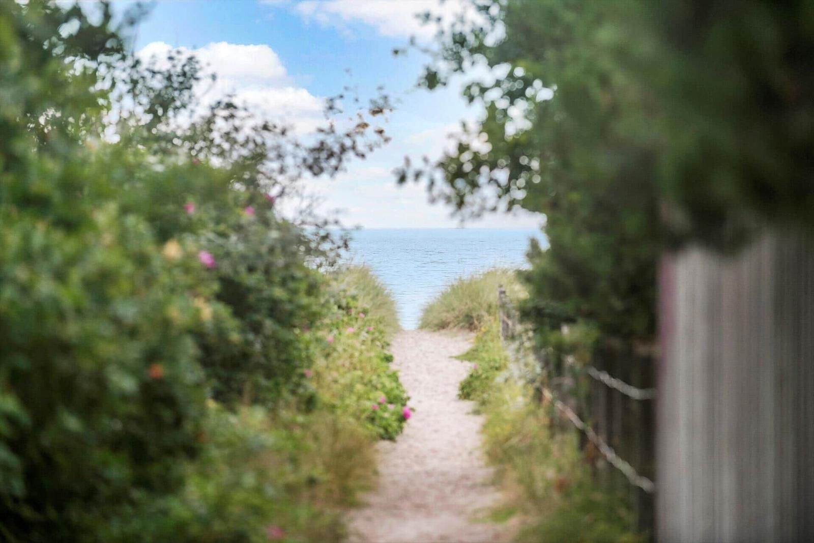 A path through greenery leads to the sea under a blue sky.