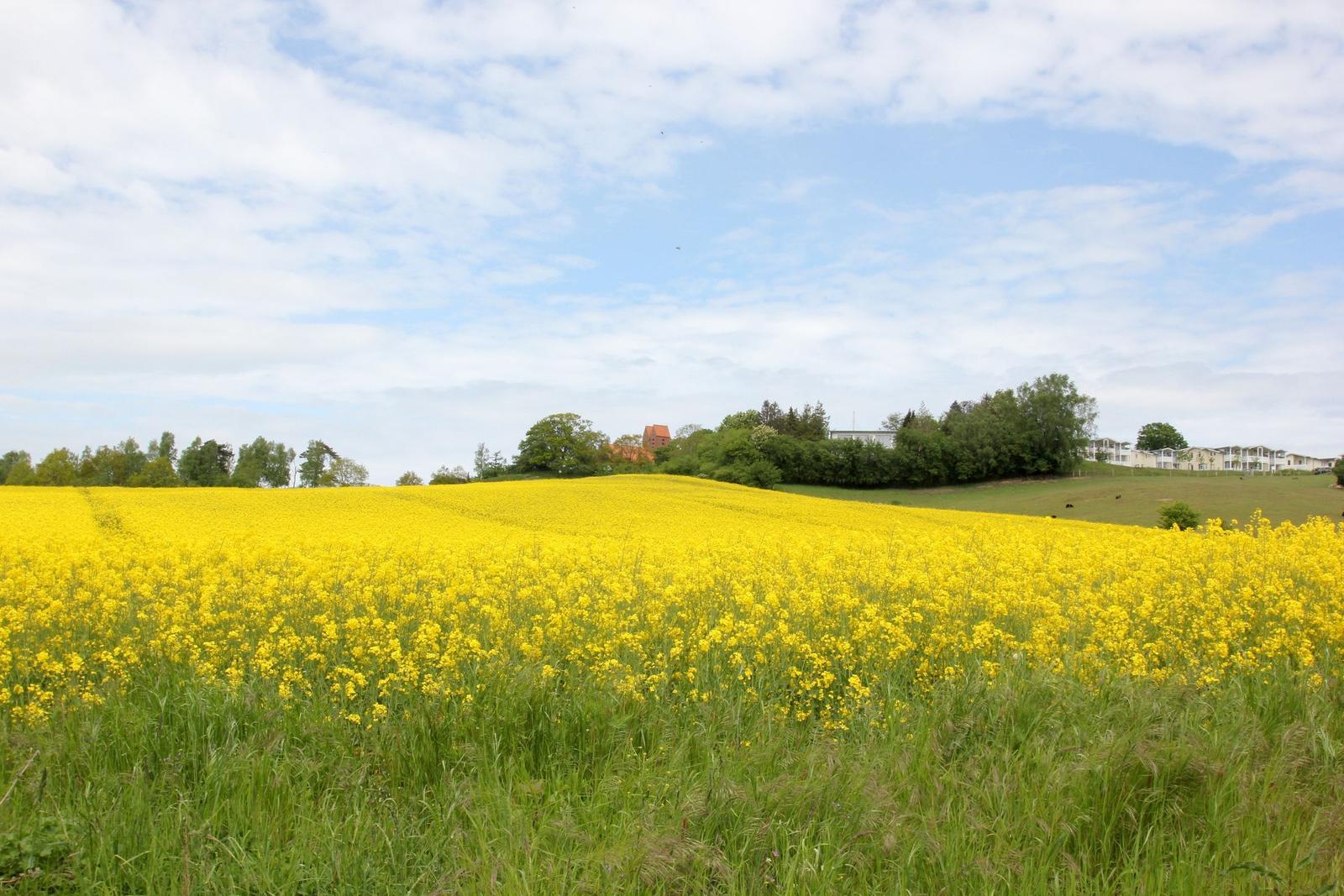 Weitläufiger Blick auf grüne Wiesen, Bäume und einen See unter blauem Himmel mit weißen Wolken.
