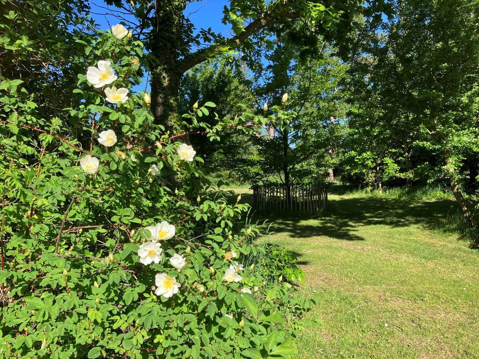 Grüner Rasenbereich mit Picknicktischen und Bänken am See. Dahinter stehen Häuser mit strohgedeckten Dächern.