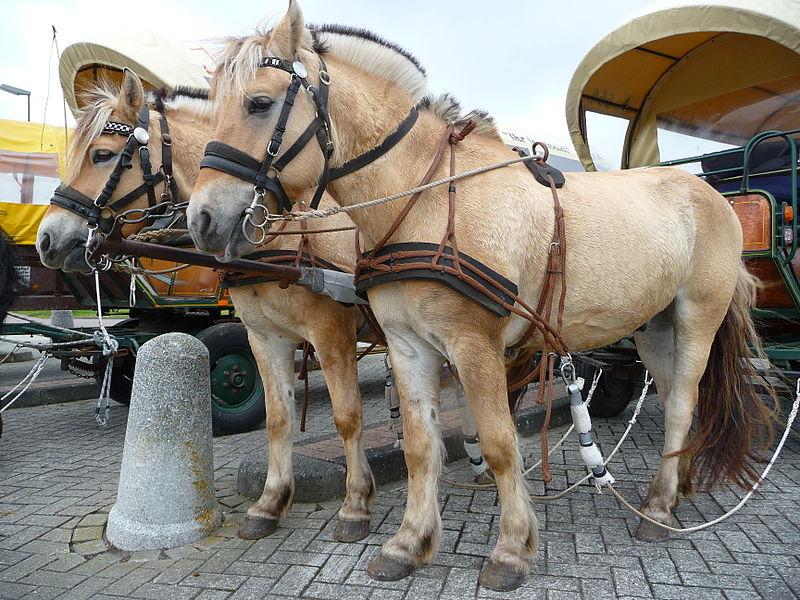 Platzhalter