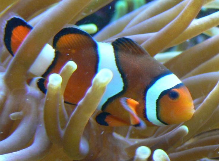Clownfisch