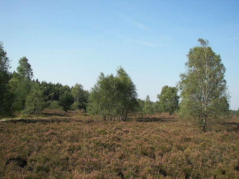 Neu Wulmsdorf Neu Wulmsdorf