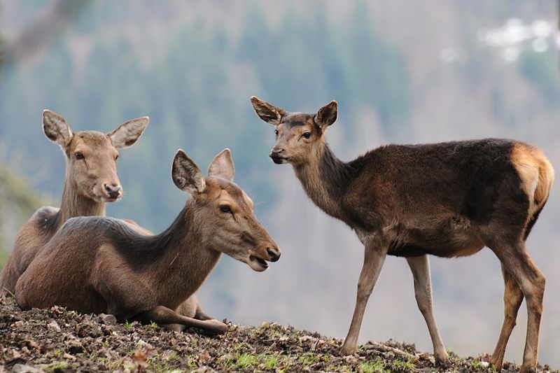 Game Reserve Hamburg