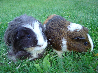 Hamburg Children's Farm