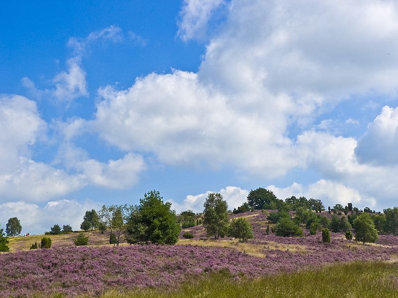 Lüneburg Heide