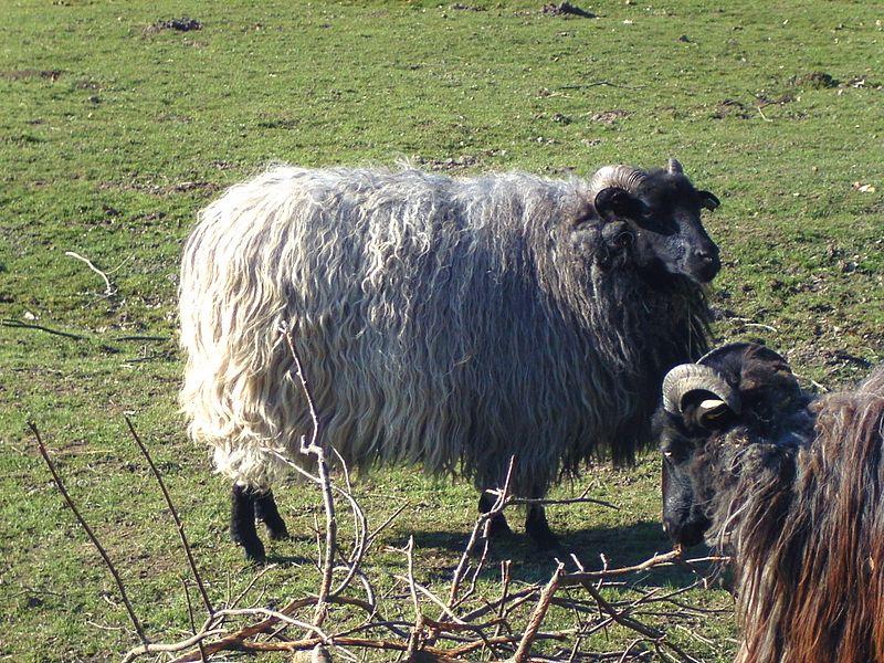 Lüneburger Heide Heidschnucke Heidschnucke