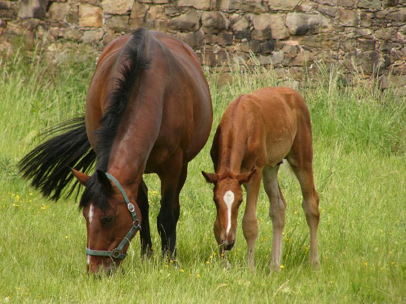 Trakehnerstute mit Fohlen