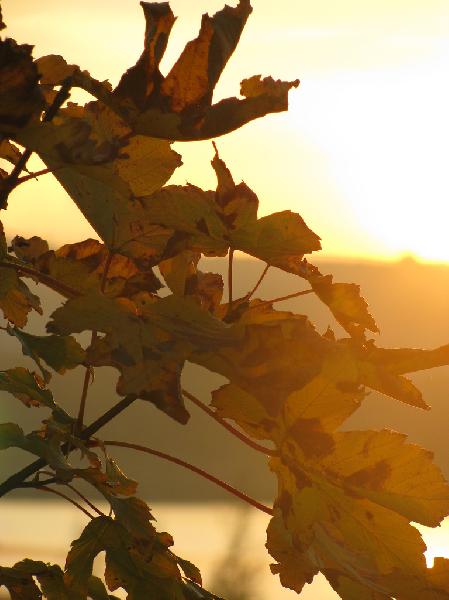 Herbstspaziergang