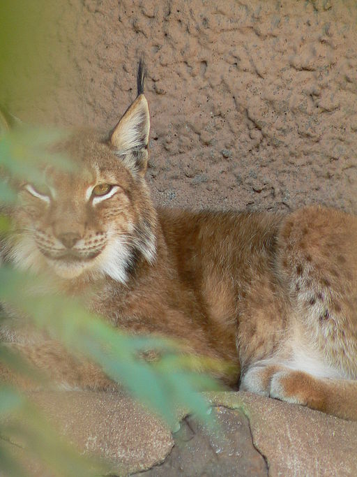 Luchs im Schwarzwaldpark