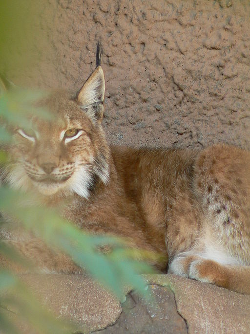 Luchs im Schwarzwaldpark