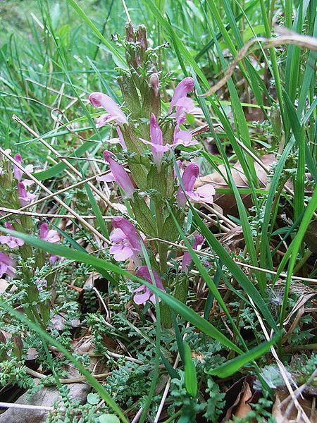 Naturpark Schwarzwald