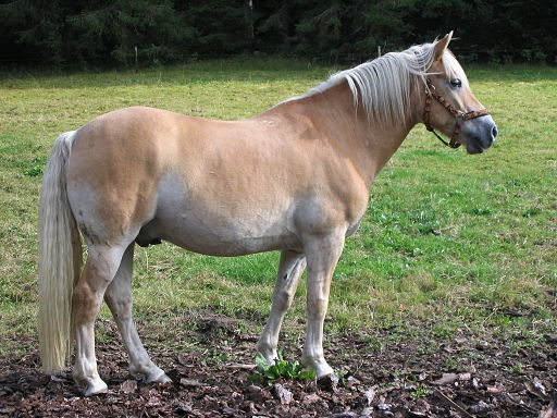 Haflinger im Schwarzwald