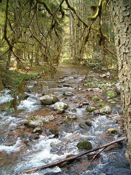 Die Schwarza im Südschwarzwald