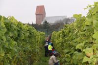 Weinlese Sylt
