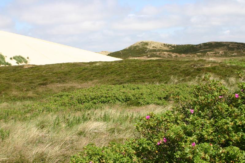 Dune landscape