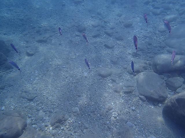 Fische im Meer