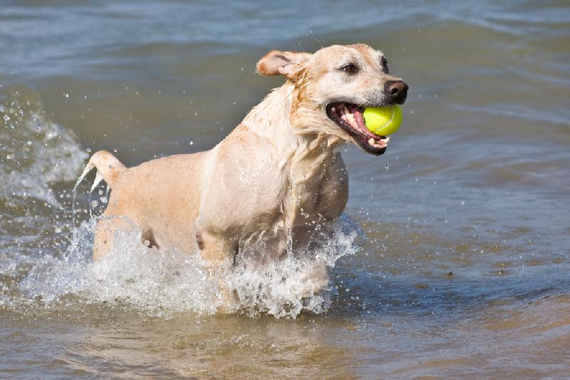 Hund am Strand 2