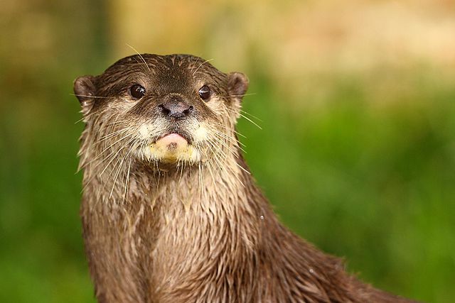 Otter-Zentrum in Hankensbüttel