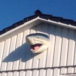 Sharky Fehmarnsund -WG 1- - Fehmarnsund