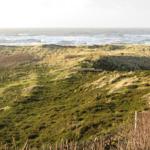 Stranddüne - Hörnum