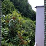 Blick von der Terrasse in das Grüne