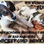 Das ist meine Minka, und meine Mickey Mouse, sie sagen einfach Euch ein liebes "Hallo"