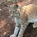 Lux Schaugehege in Bad Harzburg