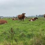 Landschaft