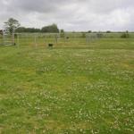 Grünes Feld mit Pferd und Zaunstrukturen unter bewölktem Himmel.