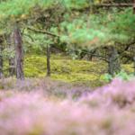 Ein Wald mit Moos und rosa Heideblumen im Vordergrund.