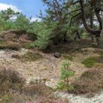 Waldlandschaft mit Nadelbäumen und blühenden Heidepflanzen.