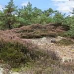 Häckchen mit rosa Blüten und Nadelbäumen im Hintergrund
